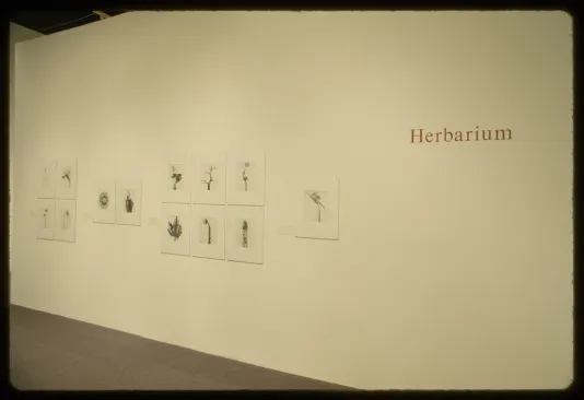 Thirteen grouped small black and white photographs of flora hang on a gallery wall next to orange label reading “Herbarium”.
