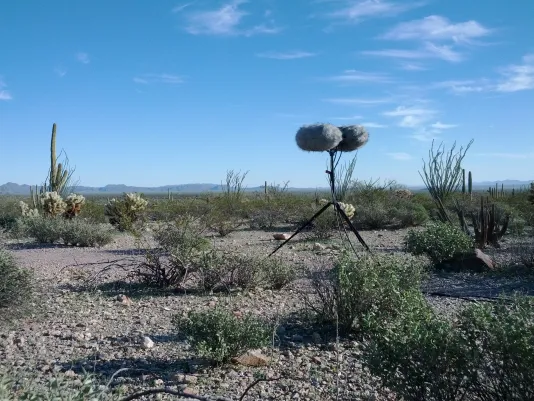 2 gray windscreen-covered mics mounted on a stand rest amidst low bushes and cactus in a desert landscape under a blue sky.