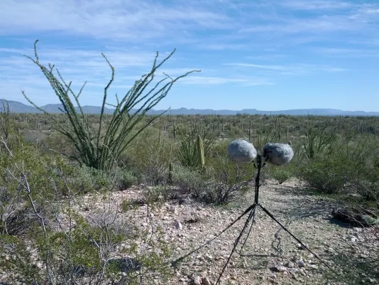 2 gray windscreen-covered mics on a stand in foreground blend into low bushes and cactus in a desert landscape under blue sky.