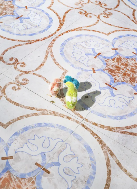 3 chicks dyed pink, blue and green cluster in the midst of the rust and blue swirls of a richly-patterned floor.