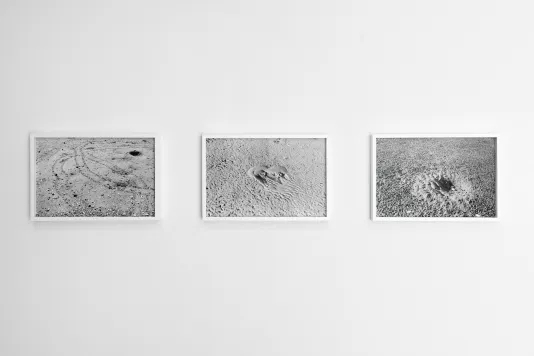 Three framed black and white photographs showing tracks left by horseshoe crabs in sand are mounted on a white wall.