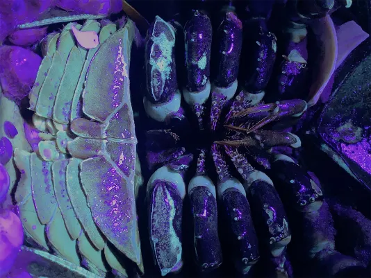 Close-up video still shows the underside of a horseshoe crab in iridescent greens and purples.