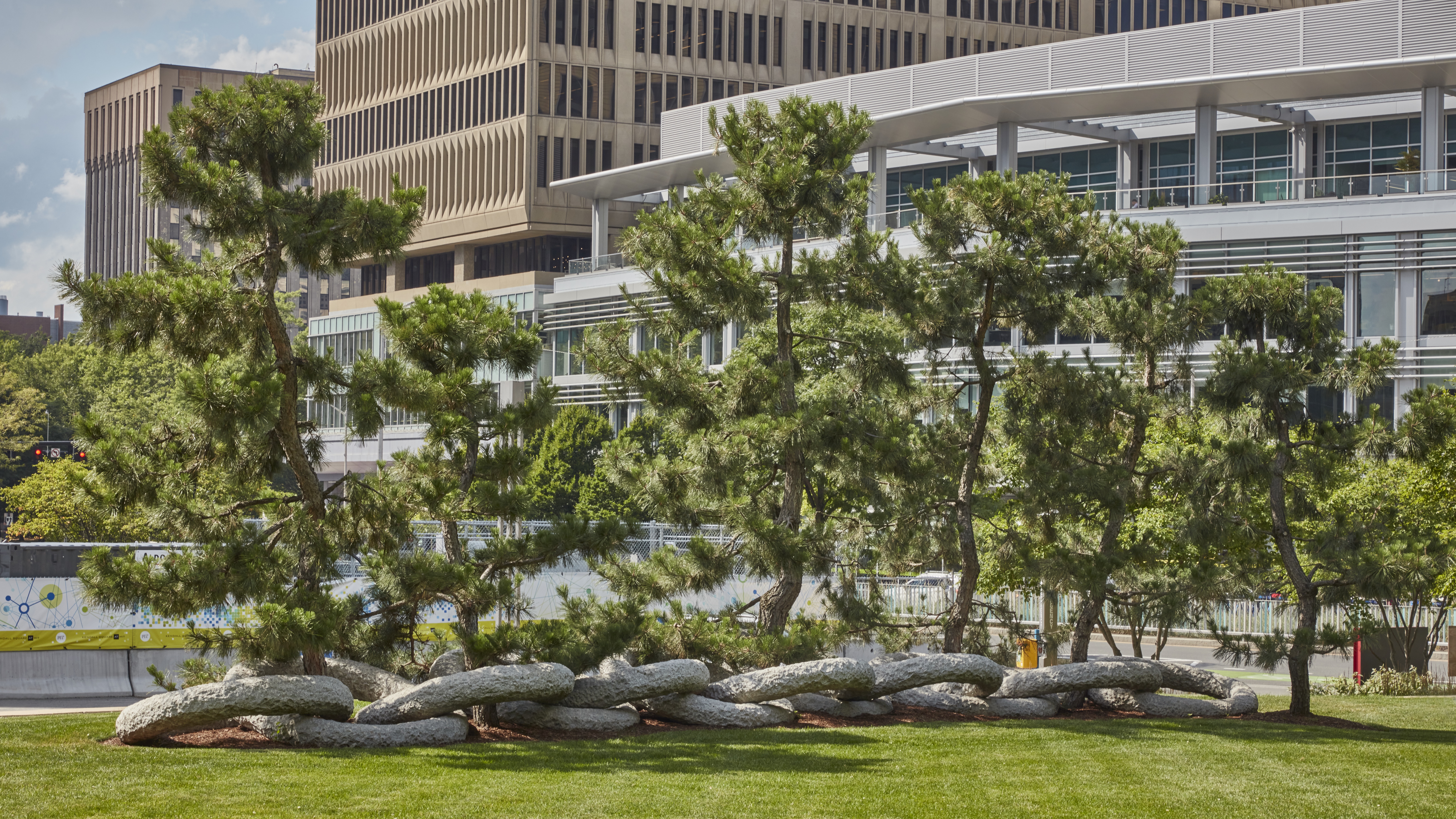Area of grass with a stone edge featuring a group of pine trees with large granite rings linking at the base of the trees.