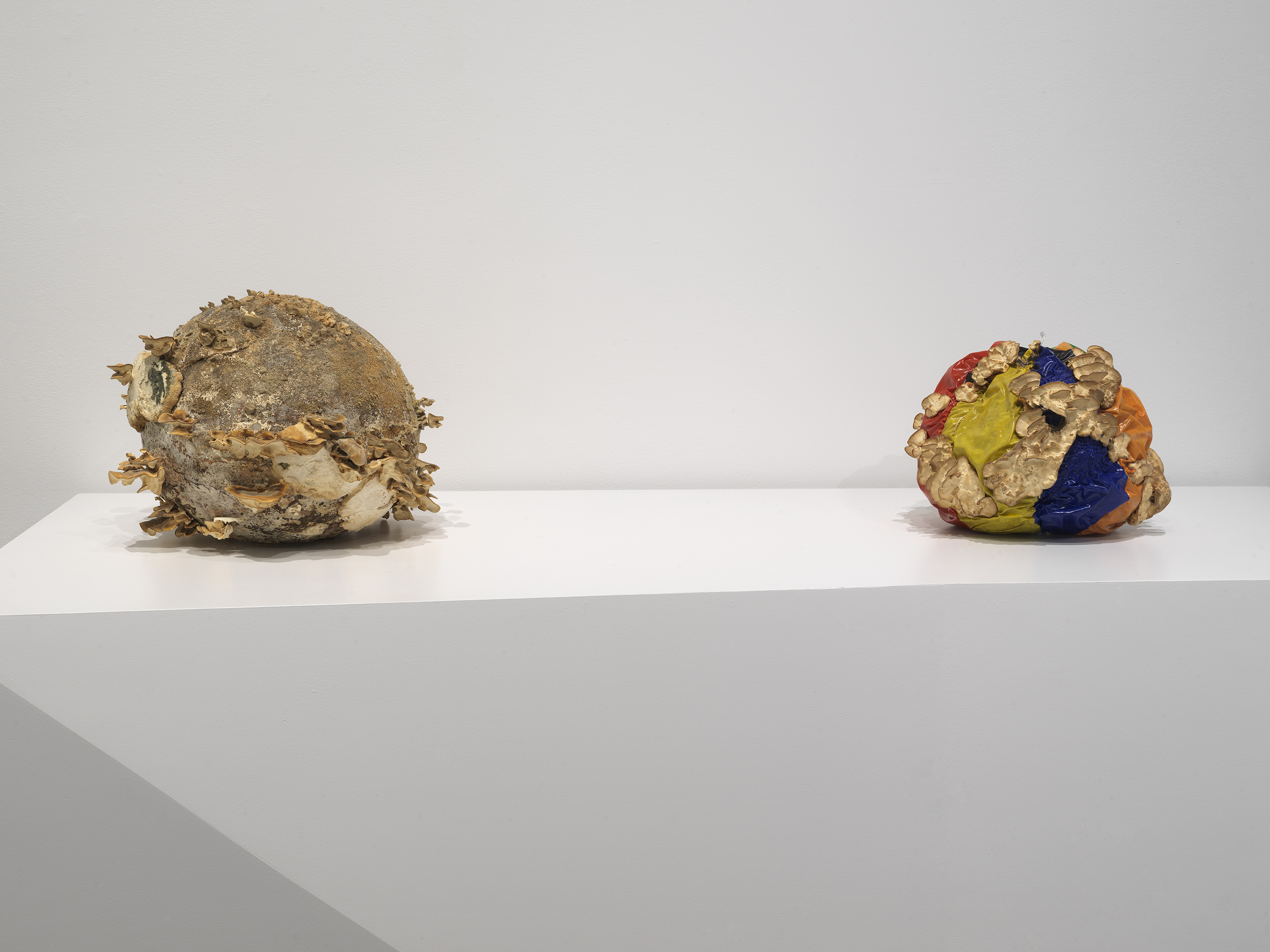 An irregular wooden sphere and a slumping, half-deflated beach ball with bold primary colors, each with fan-like fungus growth, sit on a white geometric pedestal.