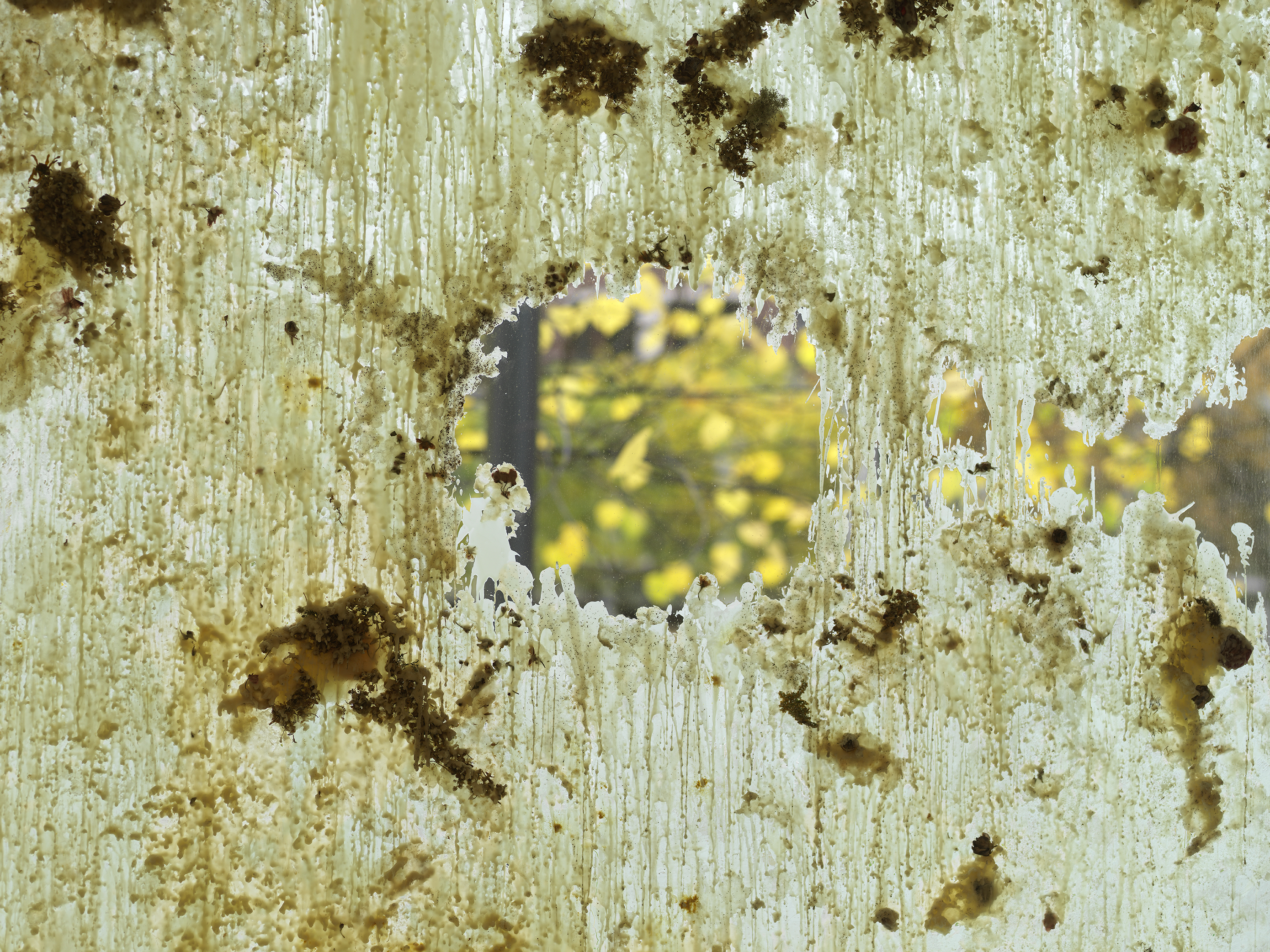 A close-up of beeswax and dried flora smeared across the gallery window. A tree with yellow leaves is outside.