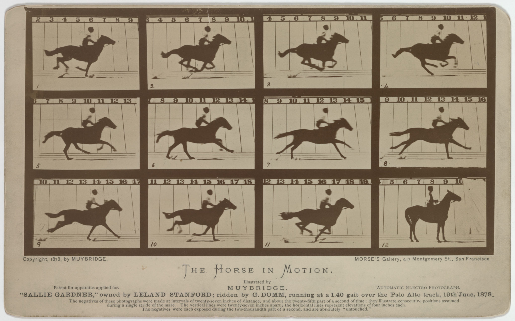Four by three grid of still images of a horse running in motion.