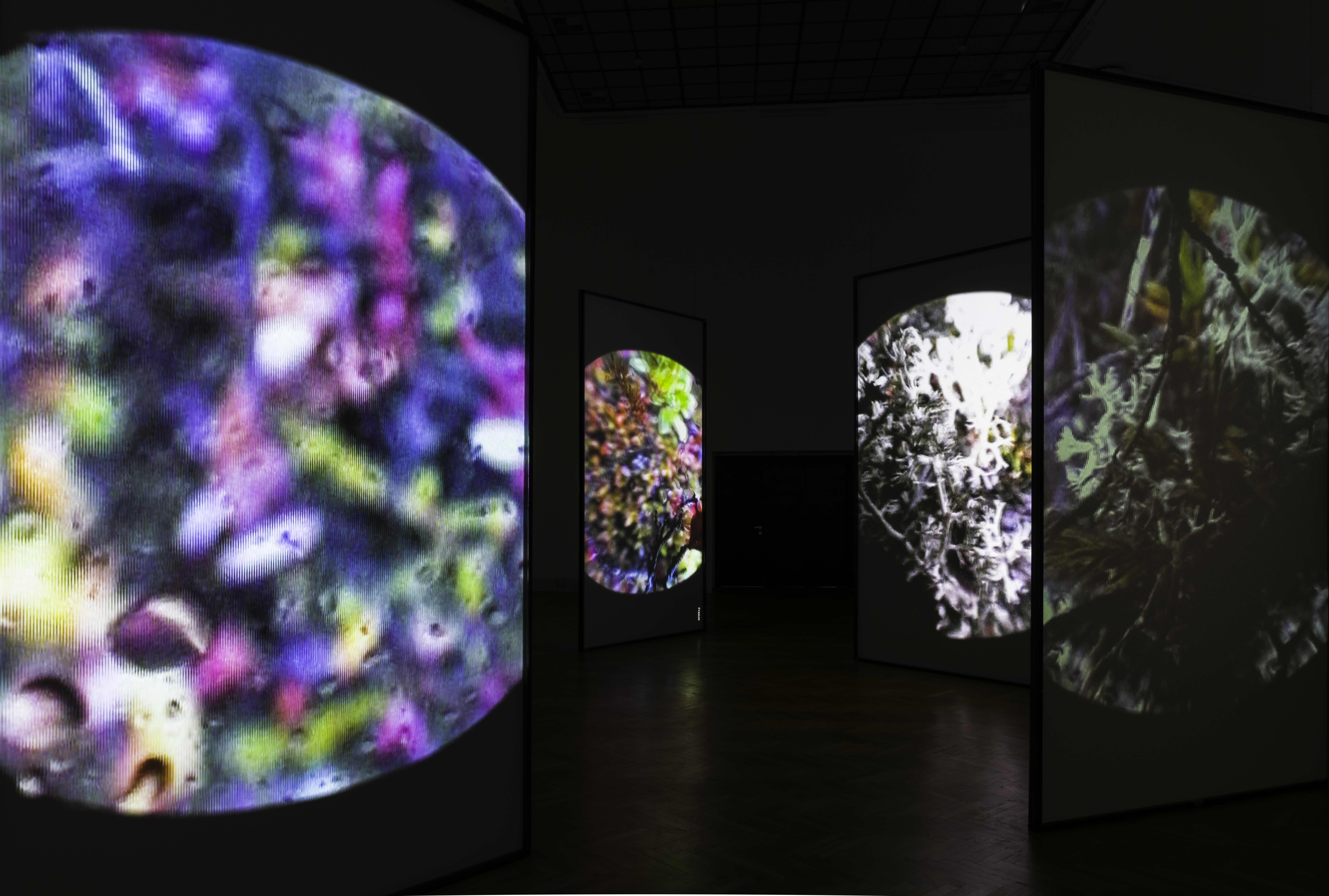 Close-up images of colorful plants are projected onto four screens suspended in a dark gallery . The screen closest to the camera fills the left portion of the image and shows blurry , abstracted patches of magenta, blue, and green. Beads of water are visible on the surface of the projected image. The other screens are more in-focus and show branchlike leaves and stems, perhaps moss or a dif ferent kind of small plant. The screens are rectangular and taller than they are wide.