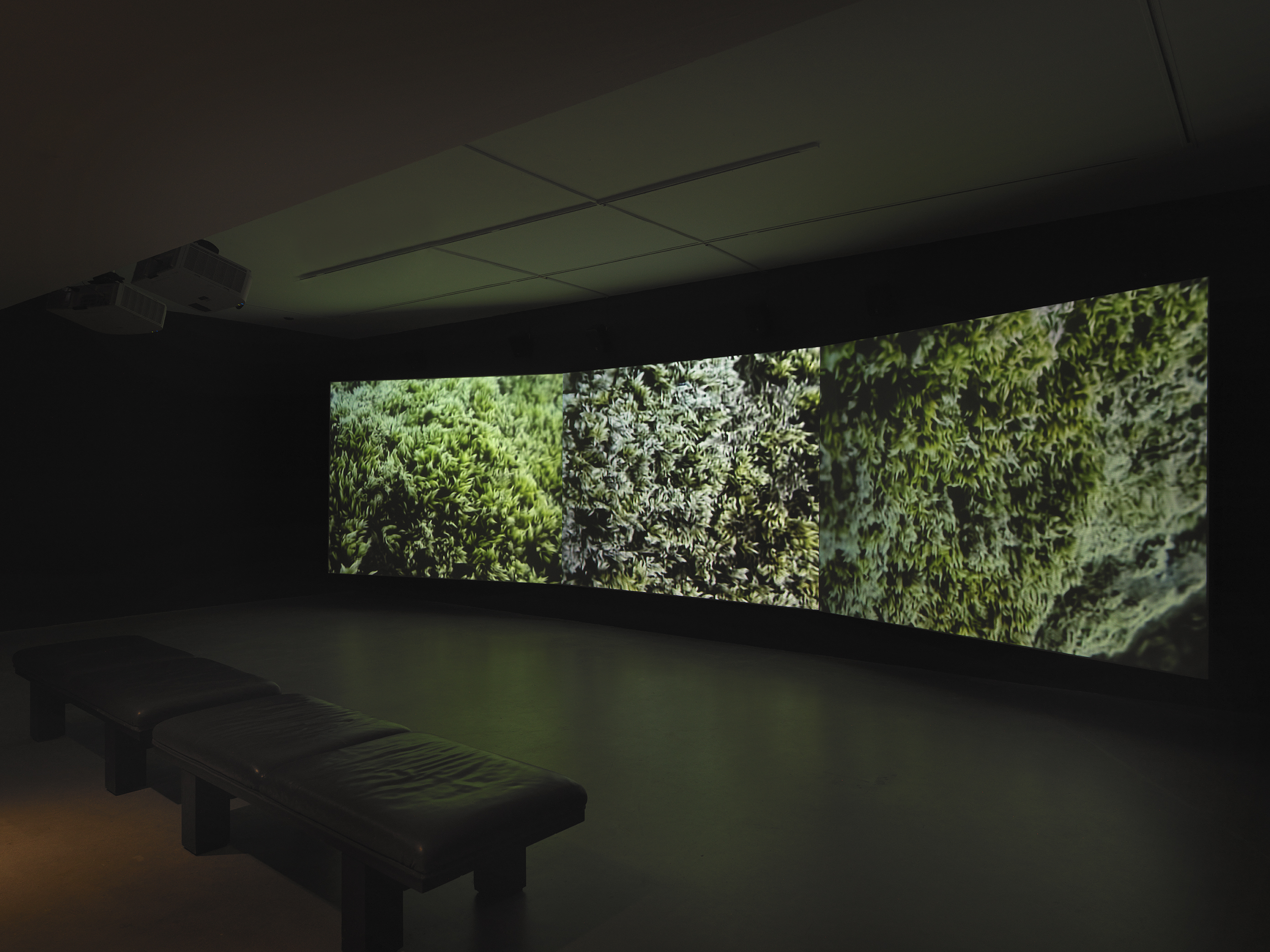 Three video projections fill the wall of a dark gallery space: each shows the  close-up texture of green moss. The close-up view subtly creates a kind of scalar  confusion: the strands of moss resemble a forest or landscape unto themselves. Two benches are faintly visible in the left foreground.