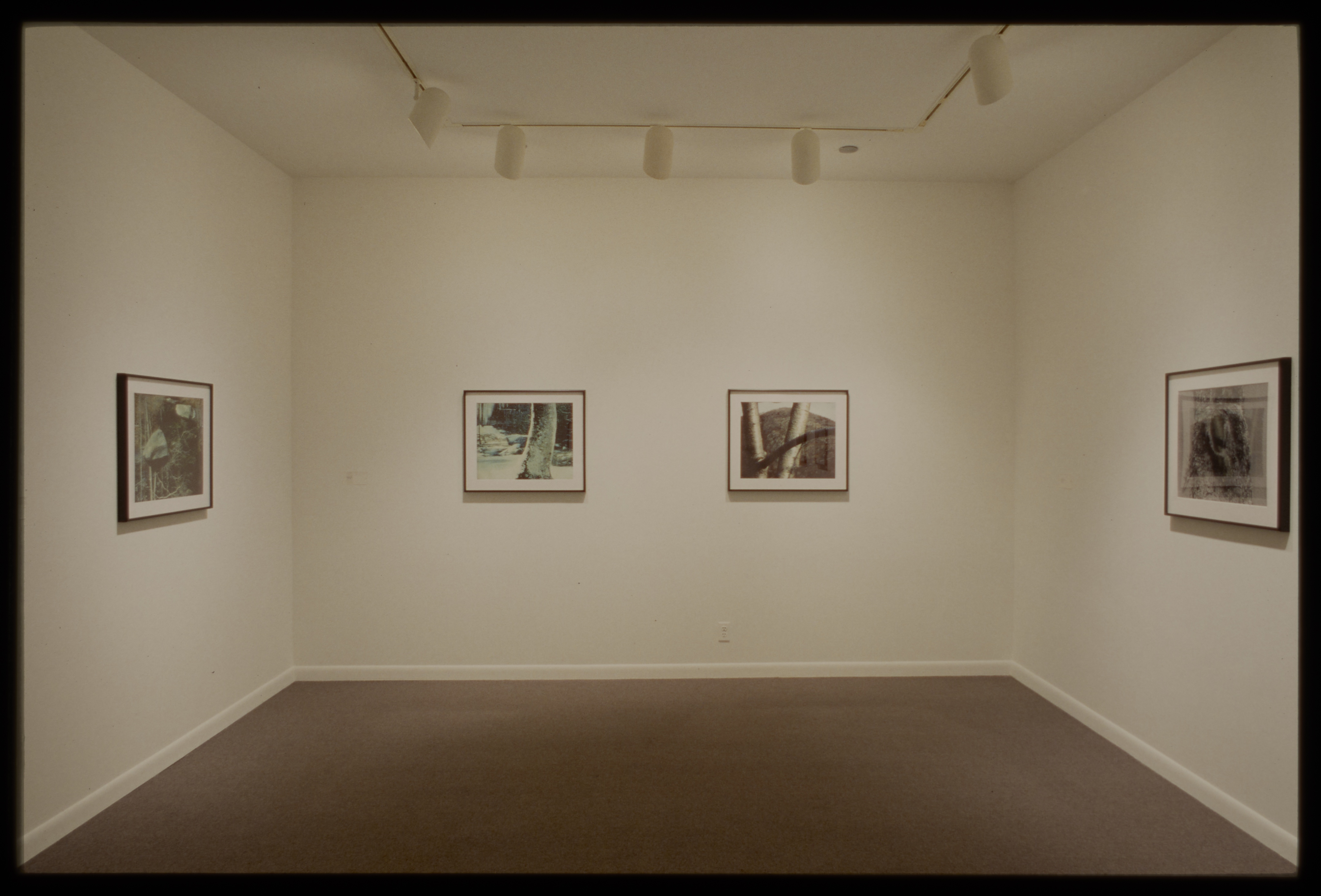 Four small framed monochrome photographs of objects from nature with abstract backgrounds hang spaced out on gallery walls.