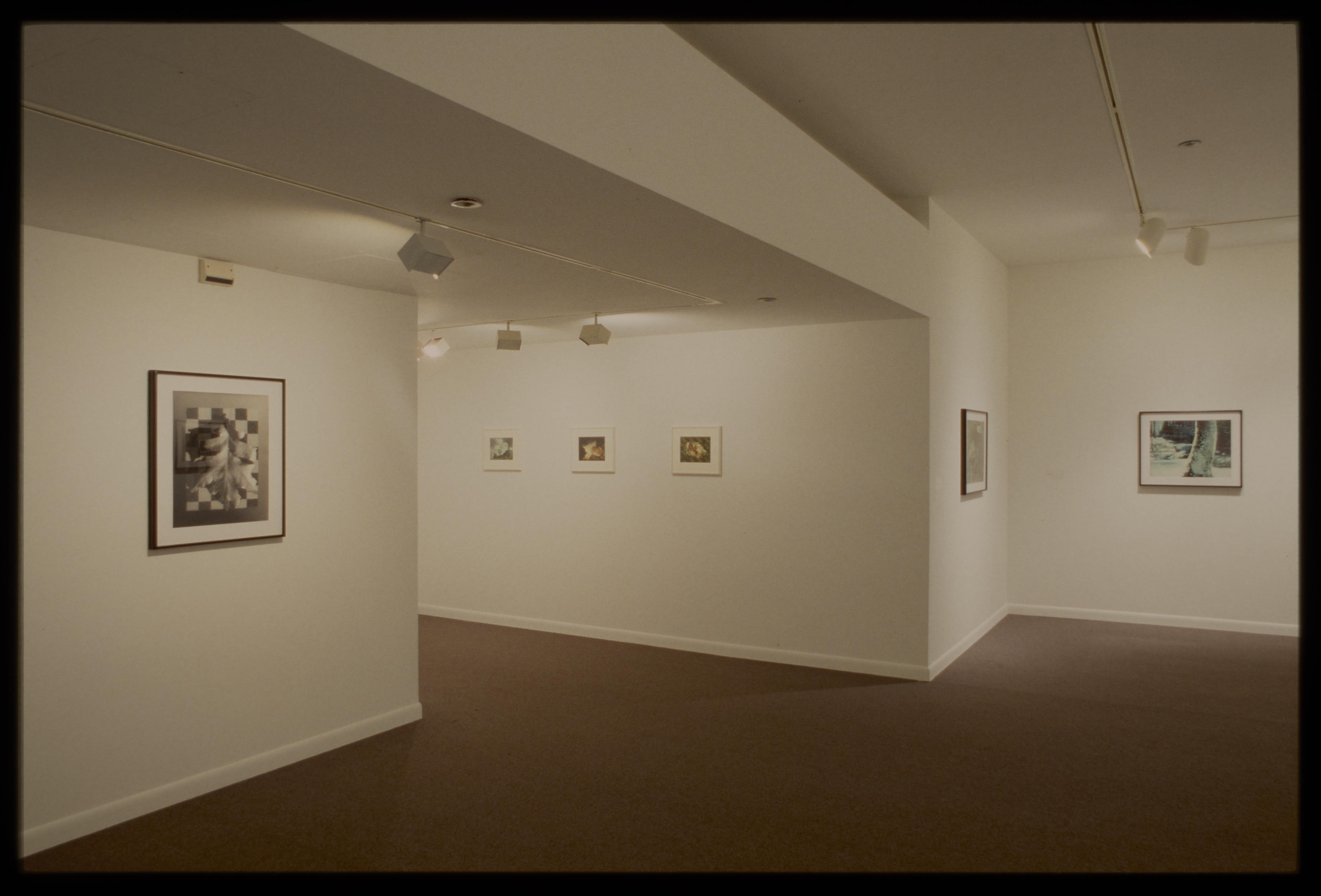 Six small framed monochrome photos of objects from nature with abstract backgrounds hang on various gallery walls.