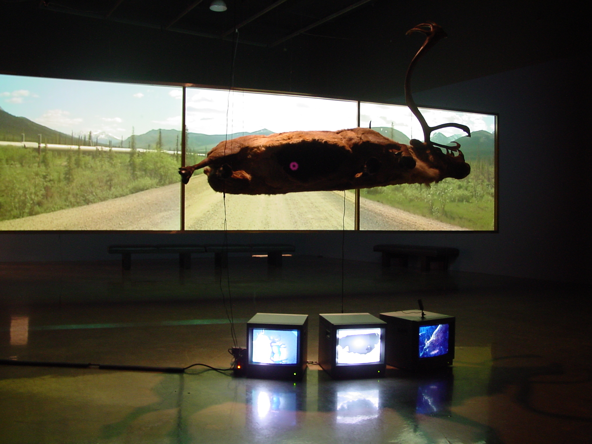 n front of 3 projection screens, a taxidermied caribou is suspended in mid air above 3 box monitors on the ground