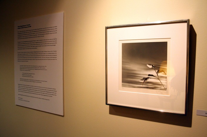 The gallery text is displayed beside an image of a flower with light streaks moving through the background.