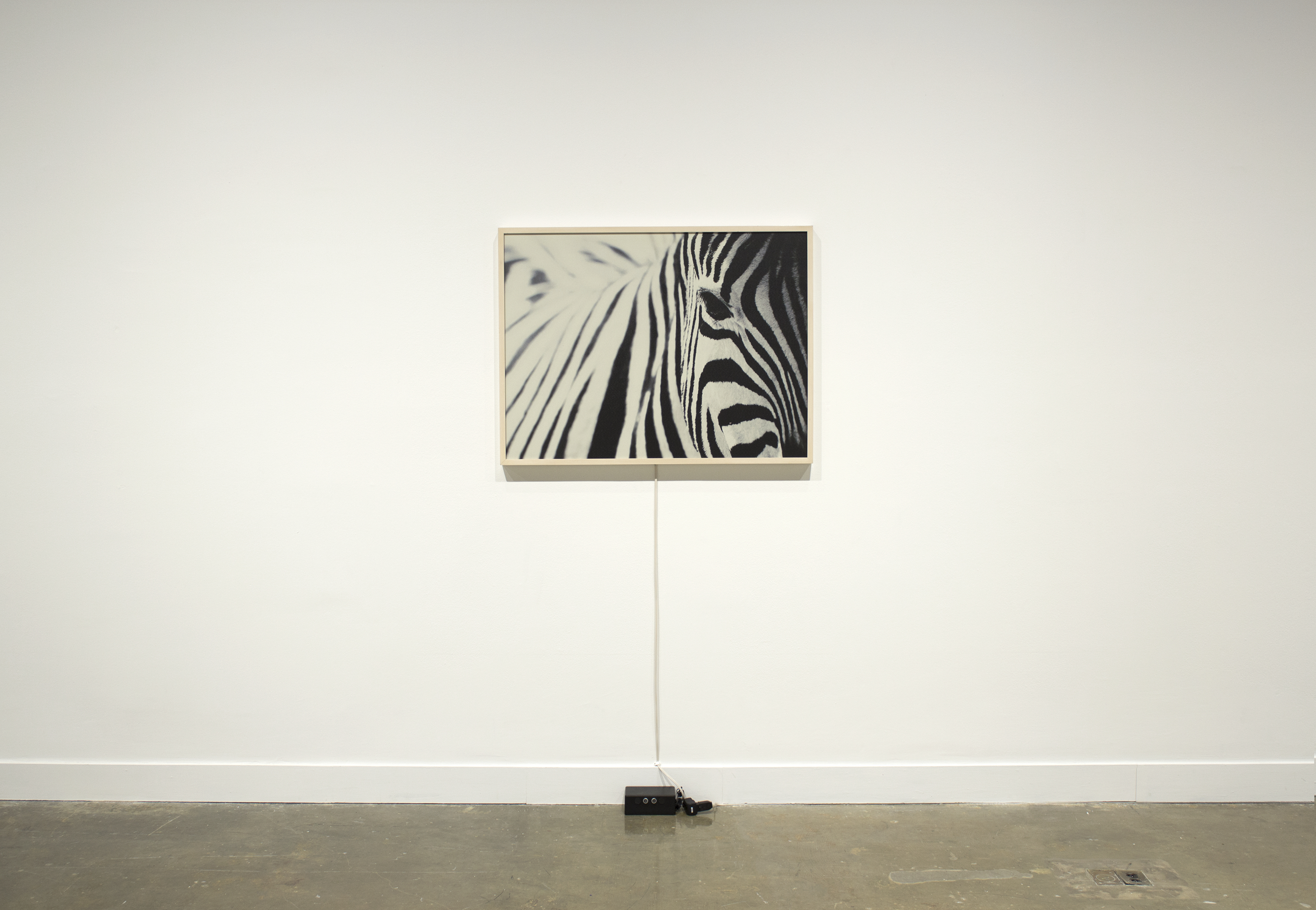 A framed print showing a close up of a zebra’s right eye and flank hangs on the wall above a motion detector and exciter.