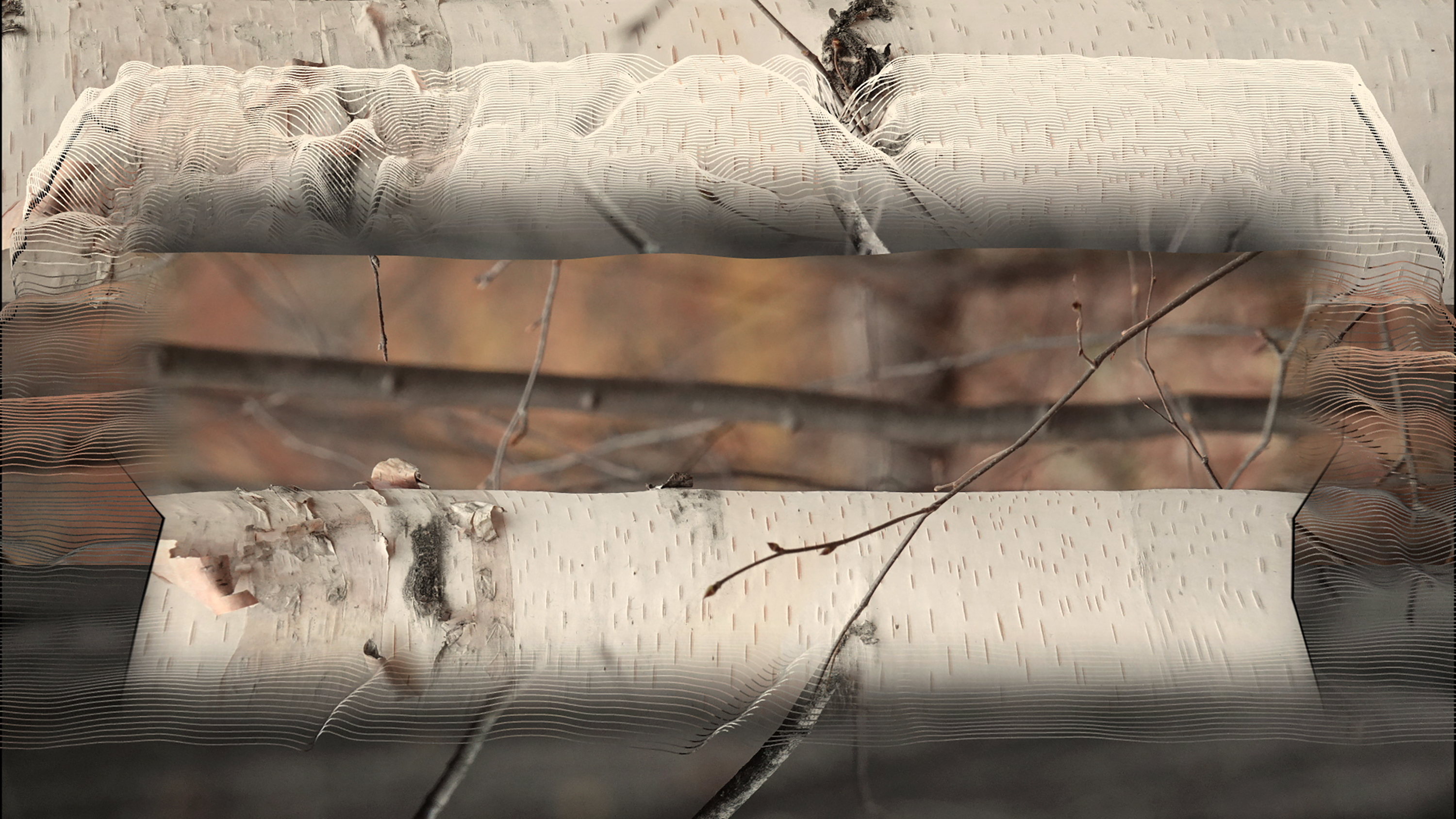 wave forms interrupt and blur a horizonal image of birch bark overlaid with twigs