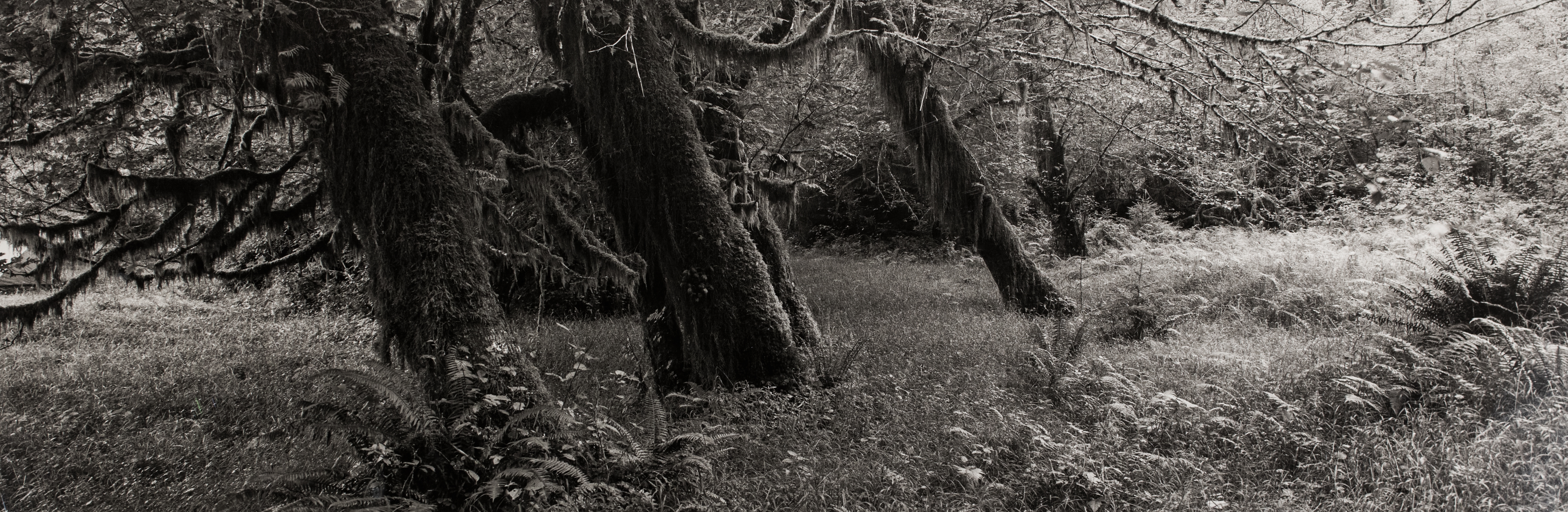 Long horizontal black and white photograph of a lush meadow with tree trunks.