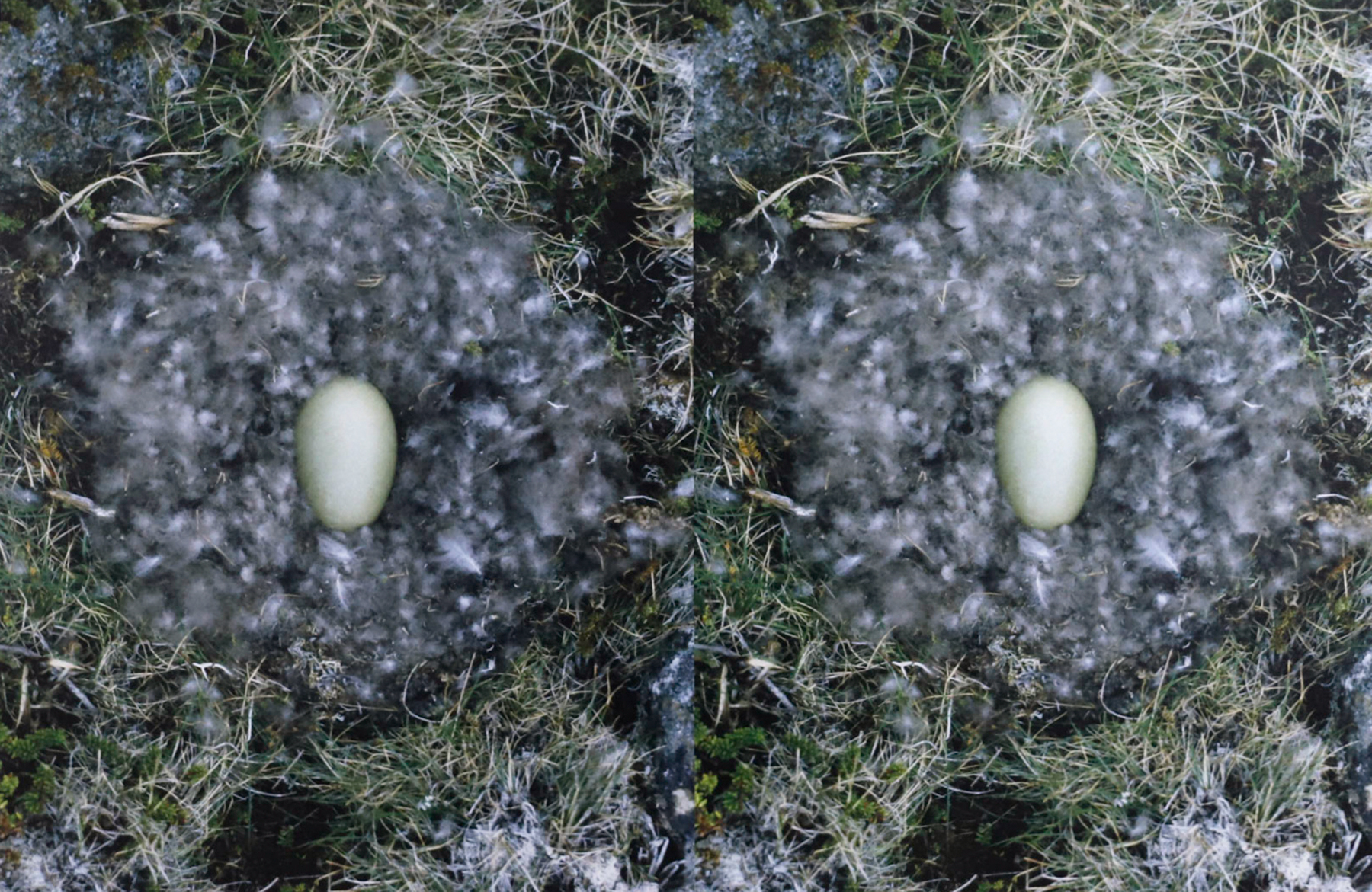 Side by side photographs of a nest with an egg in the center.