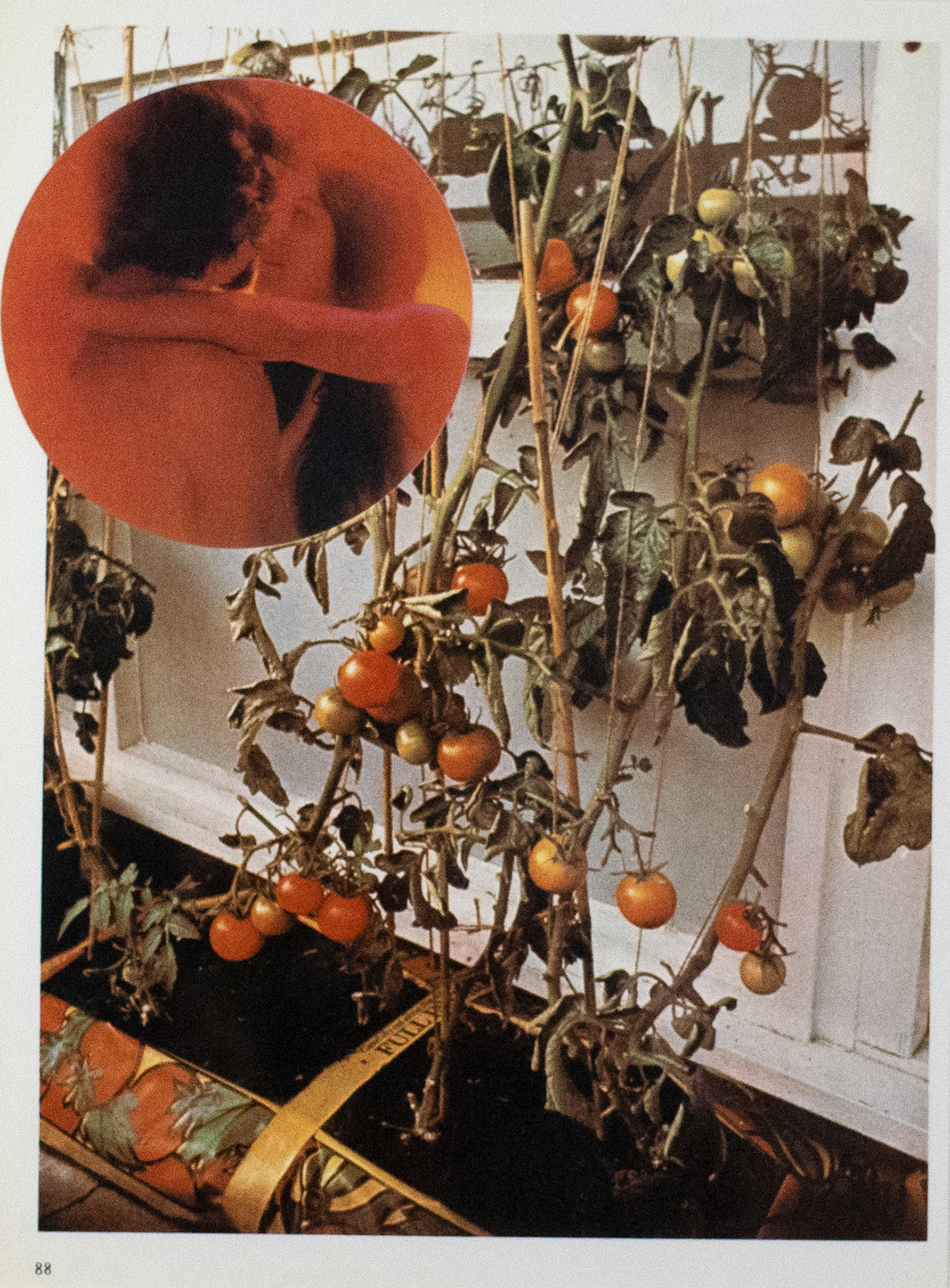 Photograph of a tomato plant hanging on a wall with a circular close up image in the upper right corner of a tomato.