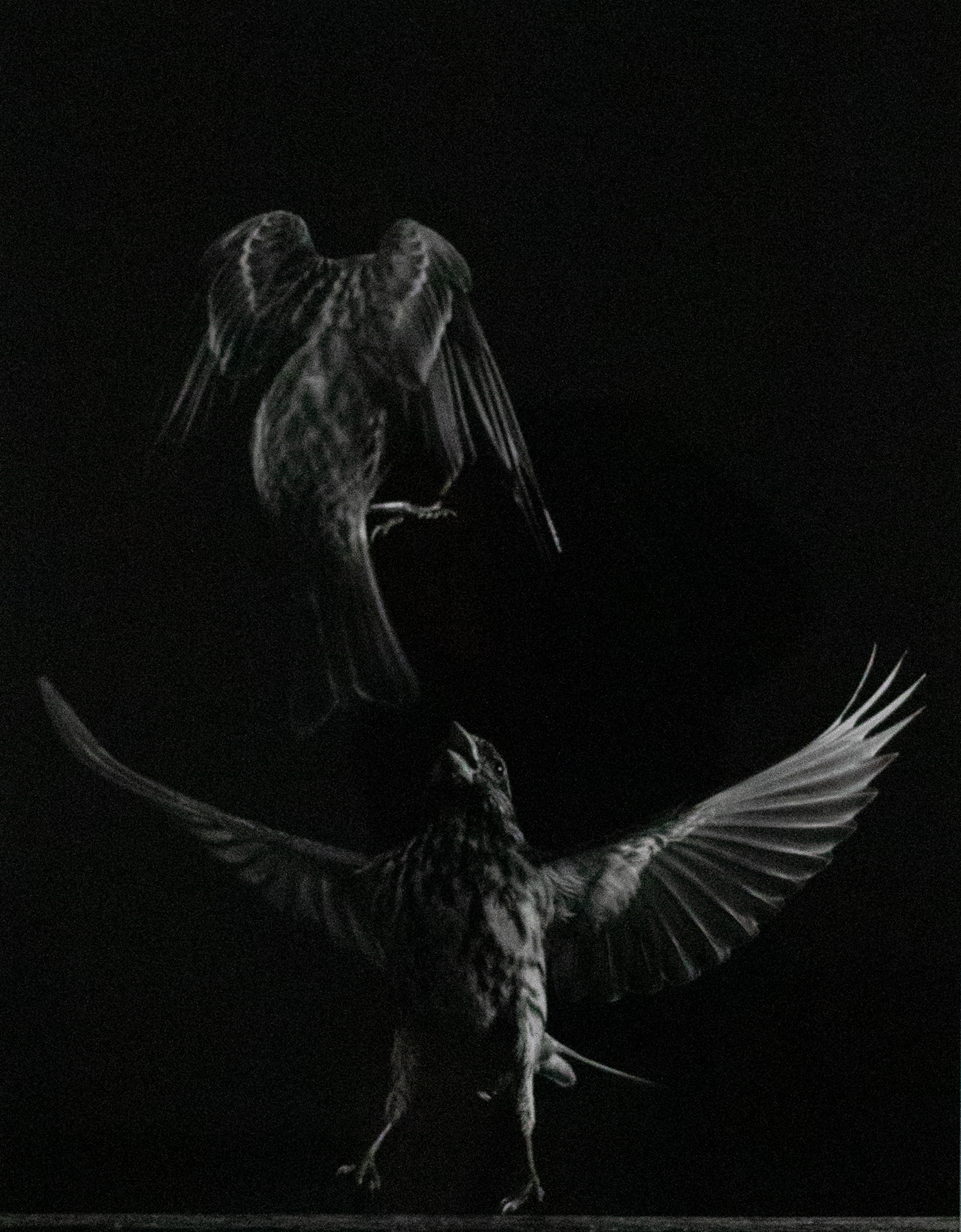 Photograph of a finch with its wings spread wide below another finch coming down to attack.