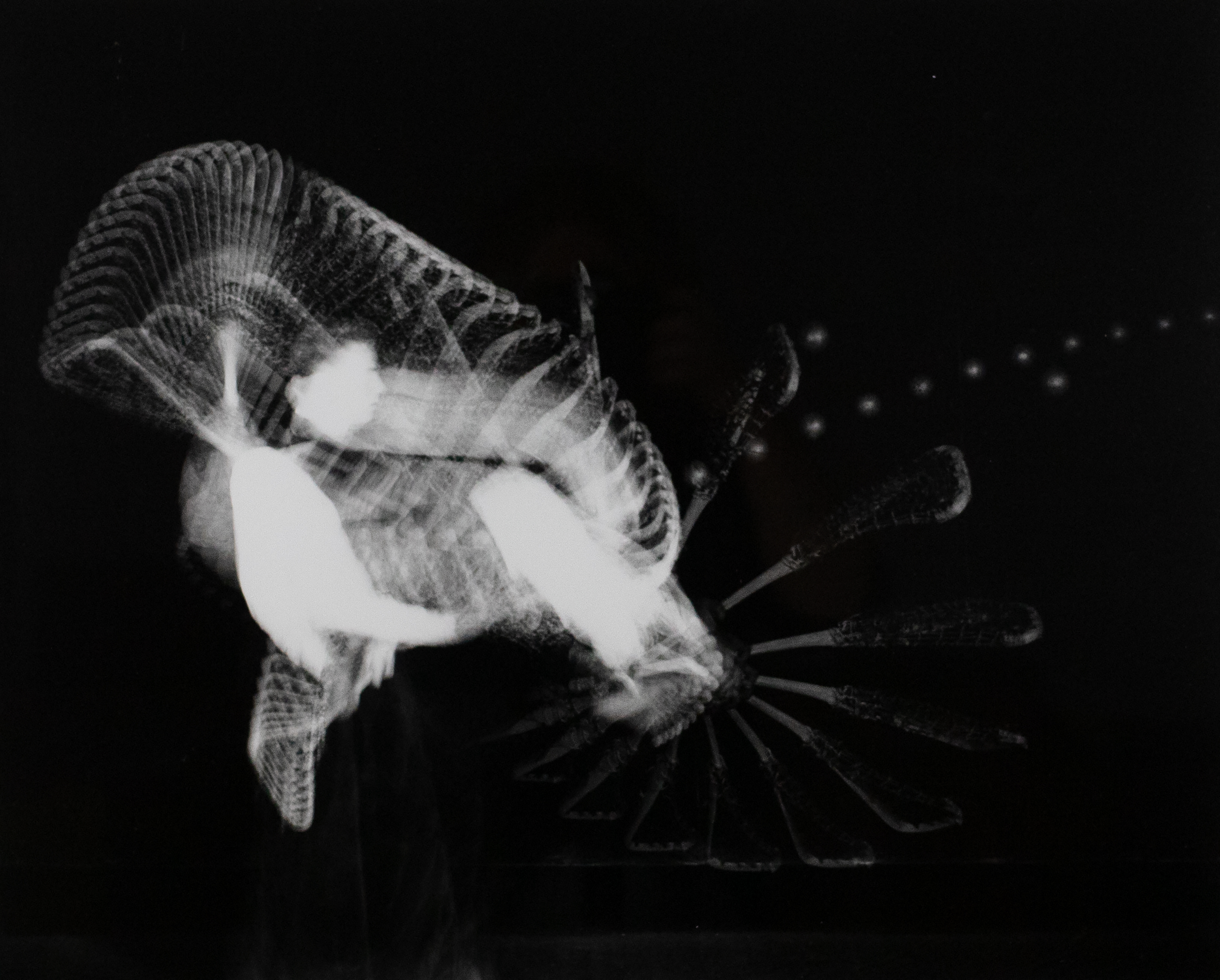 Long exposure photograph of a person with a lacrosse stick throwing the ball.