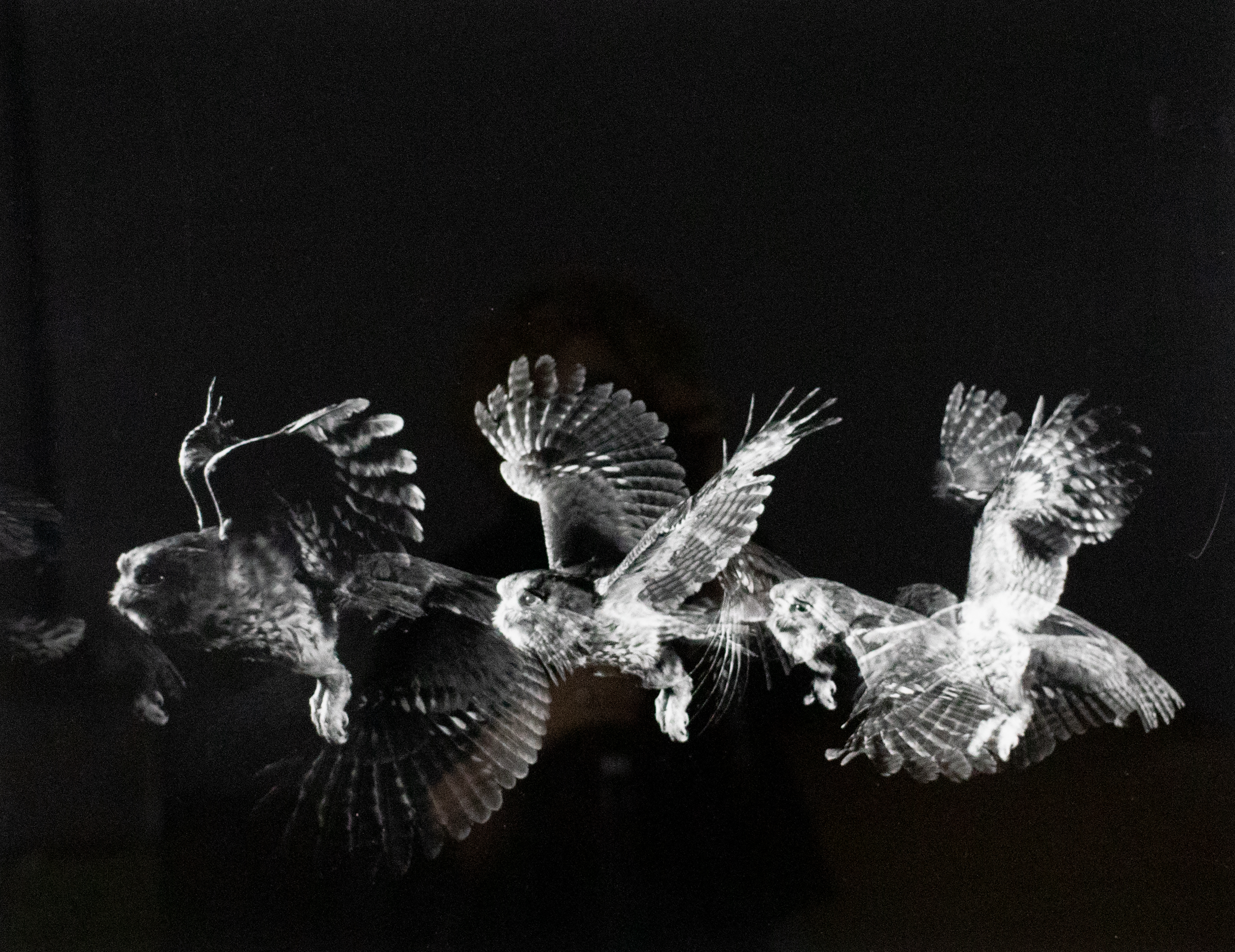 Long exposure photograph of an owl in flight.