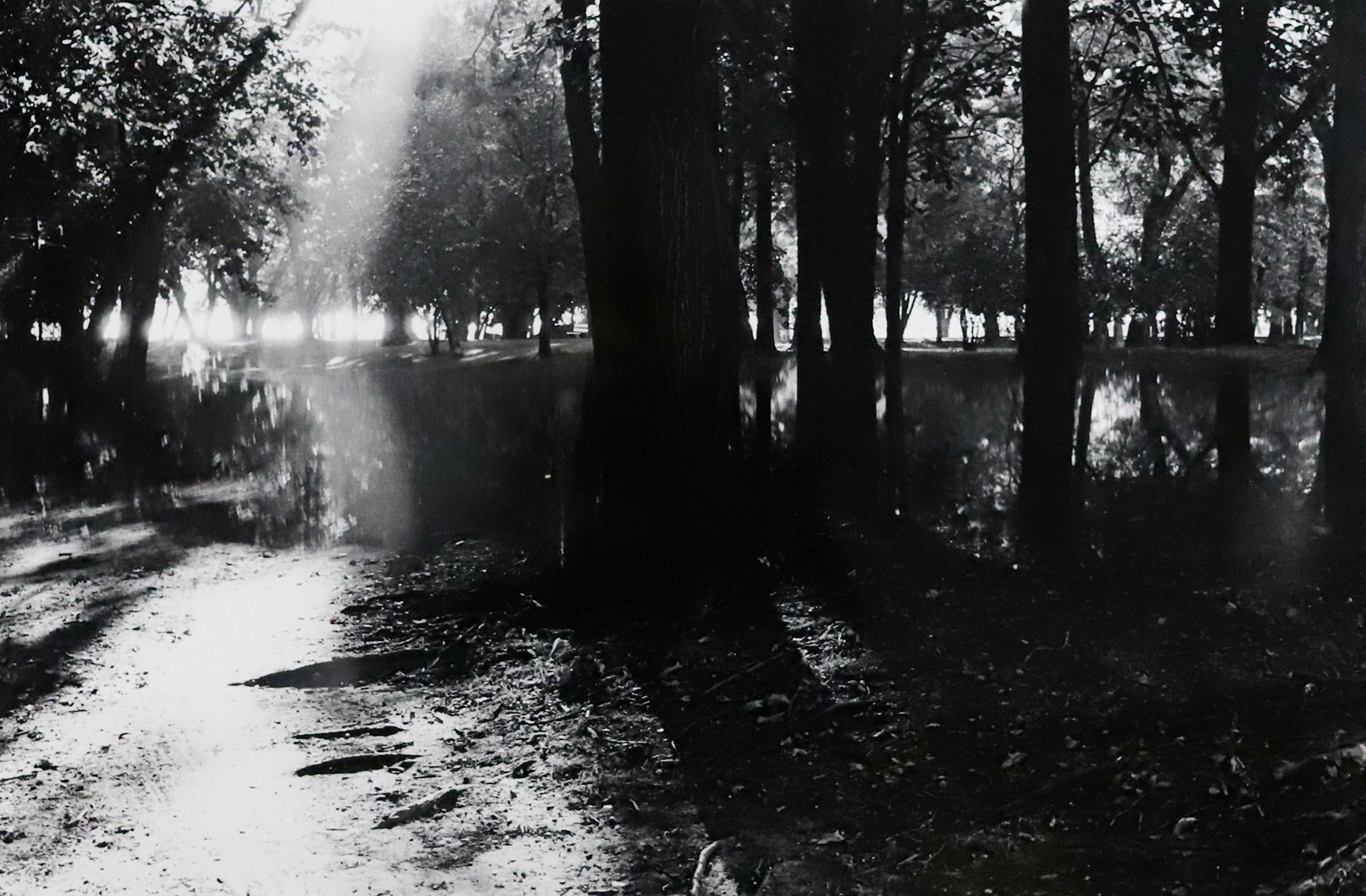 High contrast black and white photograph of a forest with light shining through on the left.