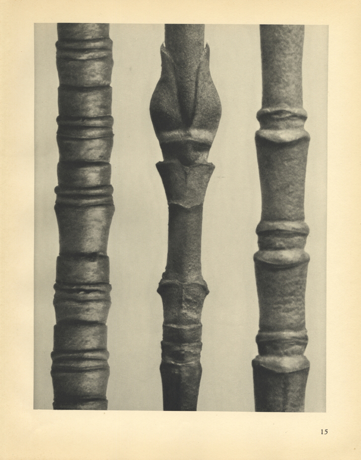 Three black and white dog wood branches pictured extremely close up next to one another.