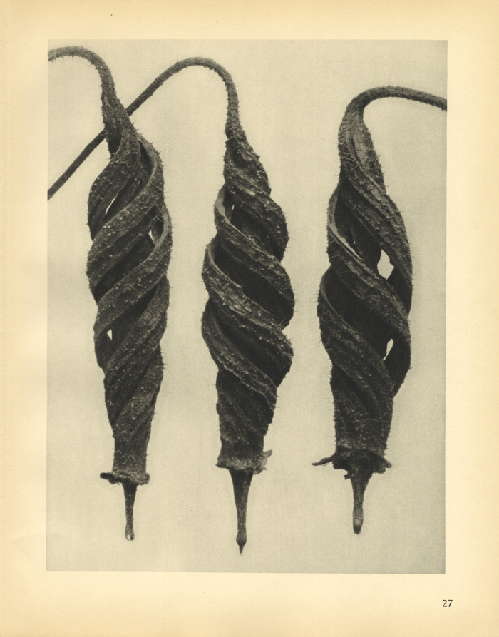 Detailed black and white image of three flowers that have not blossomed yet