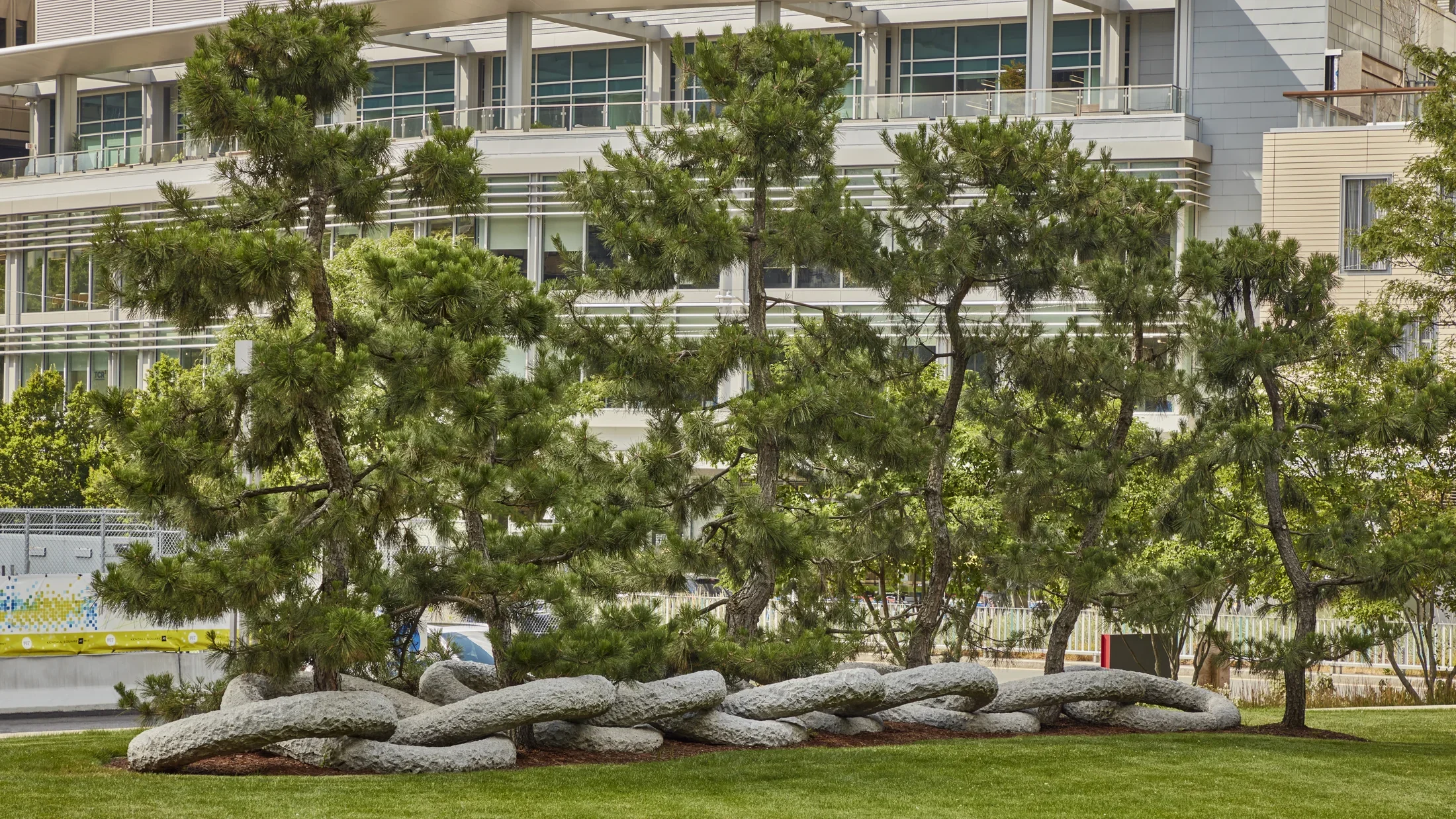 Area of grass with a stone edge featuring a group of pine trees with large granite rings linking at the base of the trees. 