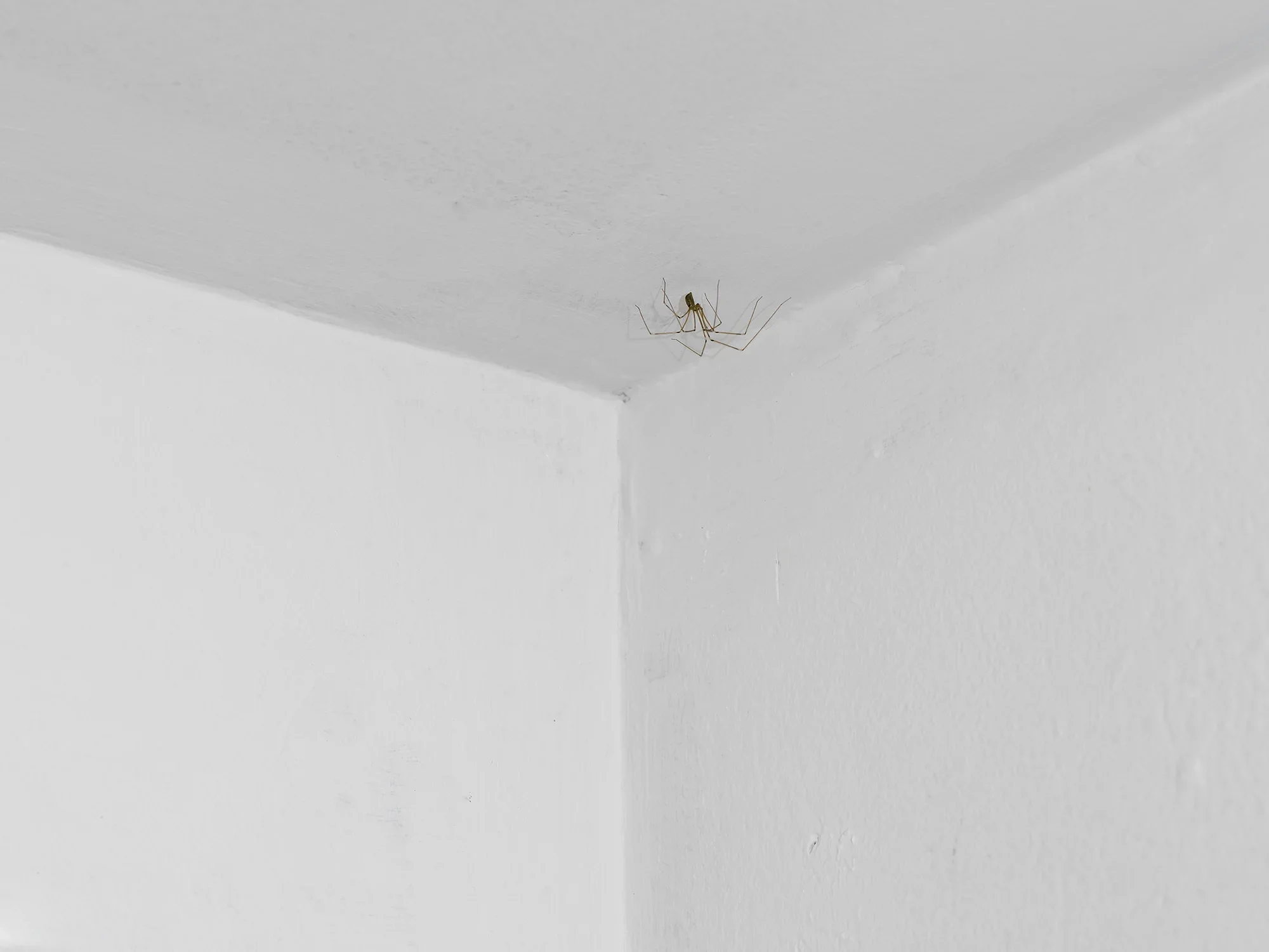 A cellar spider on a white gallery ceiling.