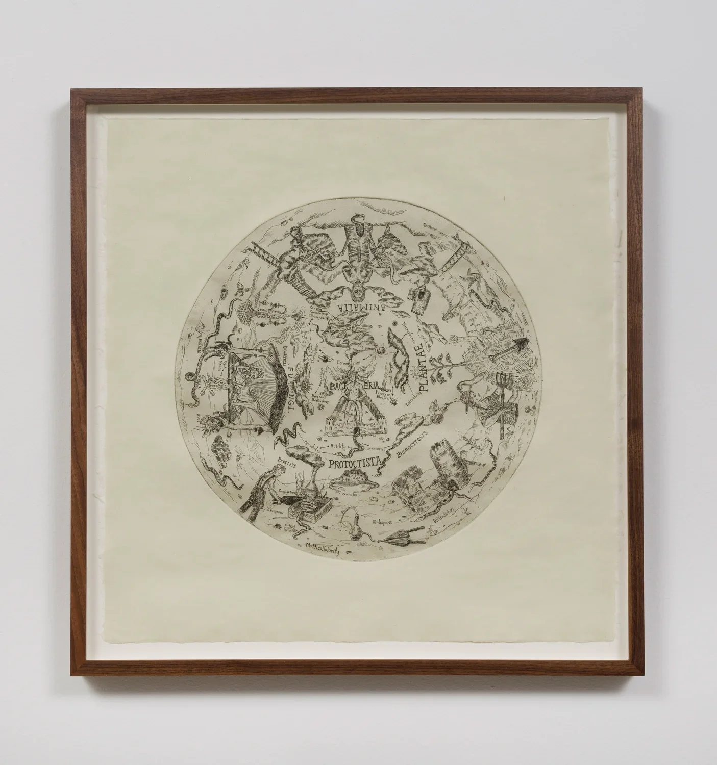 Black and white etching in a circular shape with a white border and a brown wooden frame. The text within the etching reads "PROTOCTISTA. PLANTAE. ANIMALIA. FUNGI. BACTERIA."