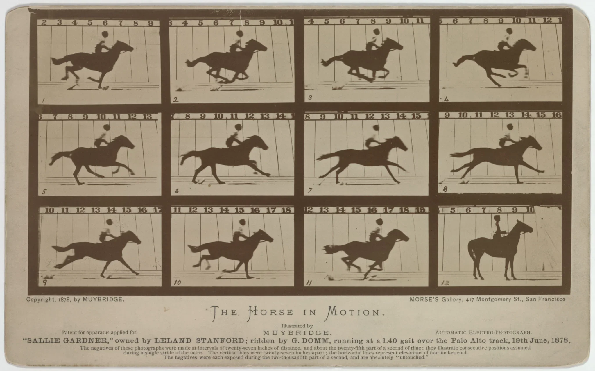 Four by three grid of still images of a horse running in motion.