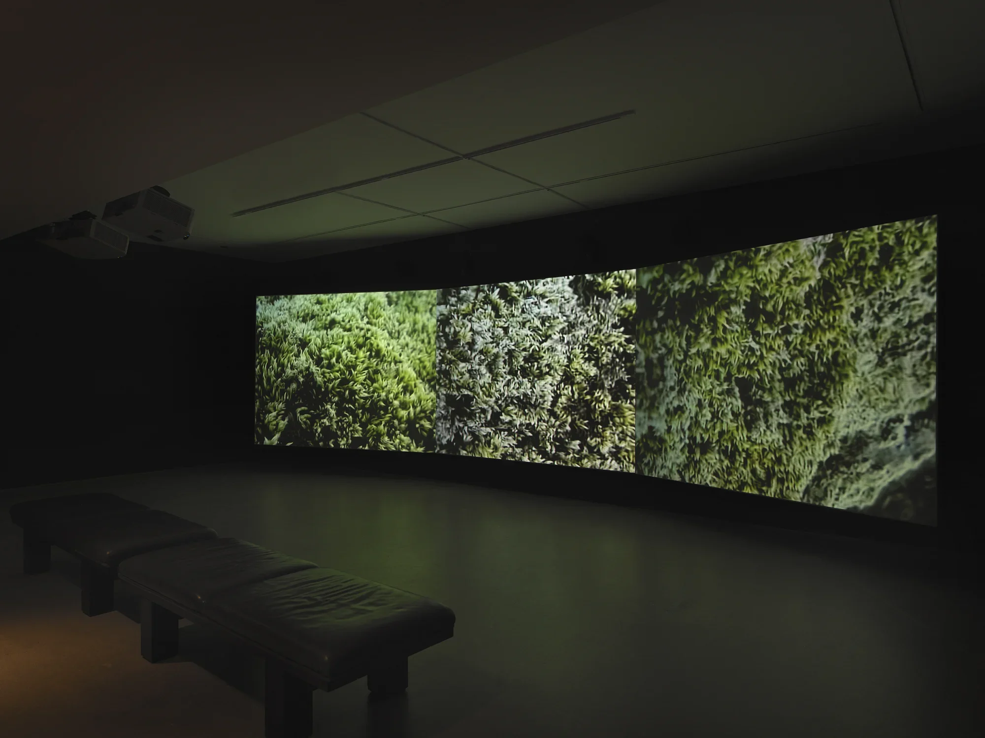 Three video projections fill the wall of a dark gallery space: each shows the‬ ‭ close-up texture of green moss. The close-up view subtly creates a kind of scalar‬ ‭ confusion: the strands of moss resemble a forest or landscape unto themselves. Two‬ ‭benches are faintly visible in the left foreground.‬