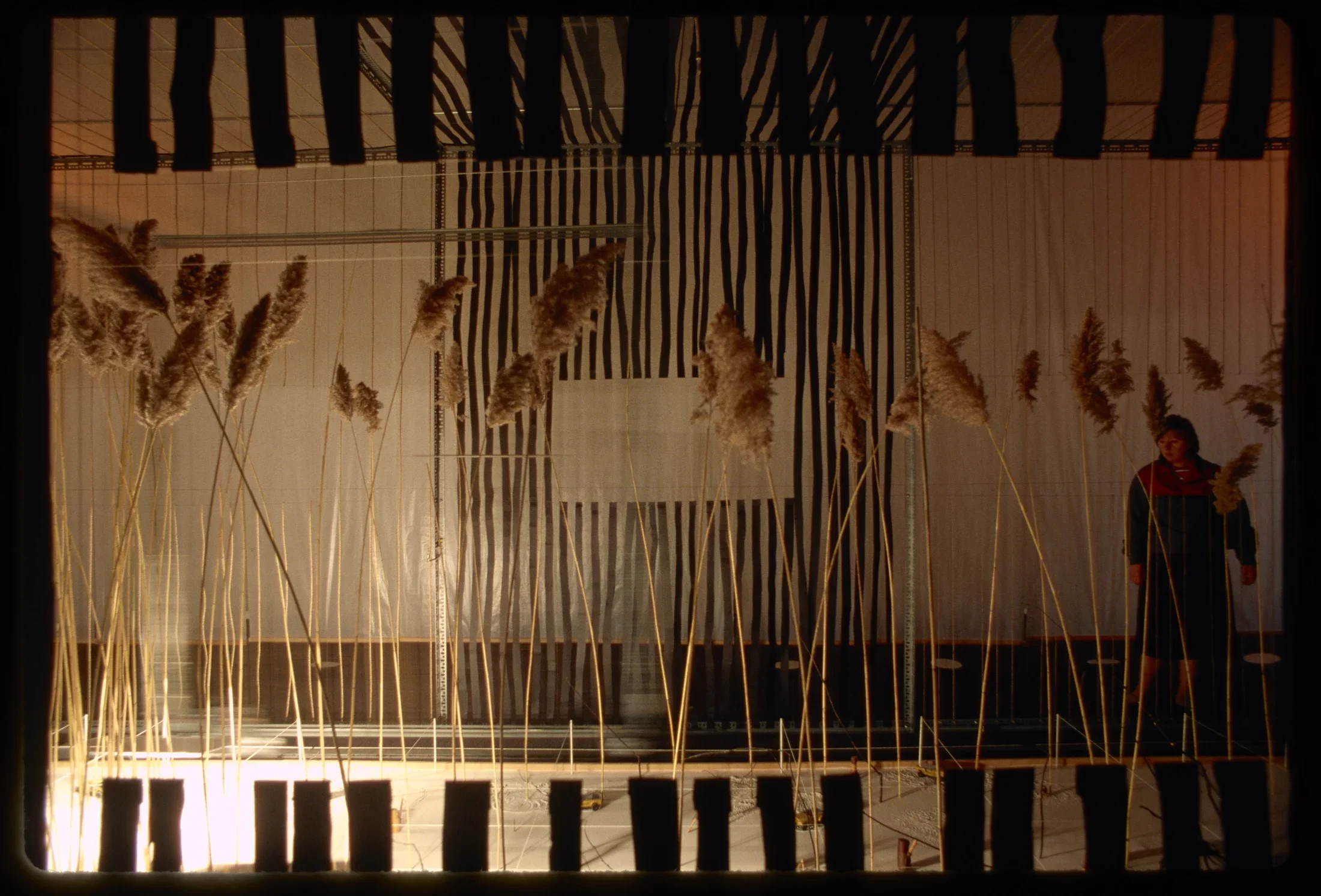 Black strips frame the view of one person views an art installation of a group of tall grasses under-lit and surrounded by wires.