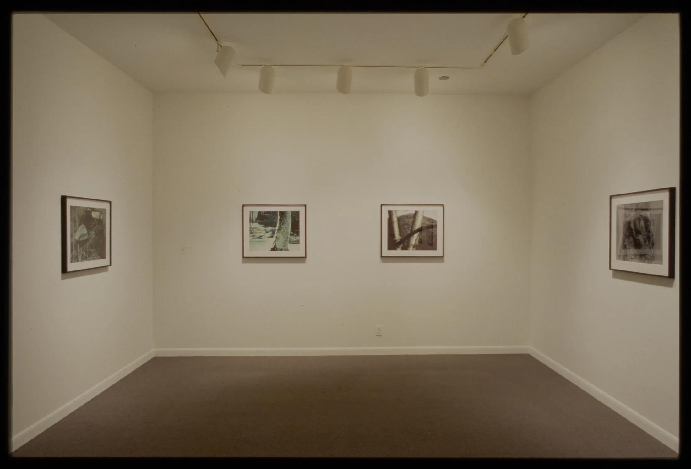 Four small framed monochrome photographs of objects from nature with abstract backgrounds hang spaced out on gallery walls. 