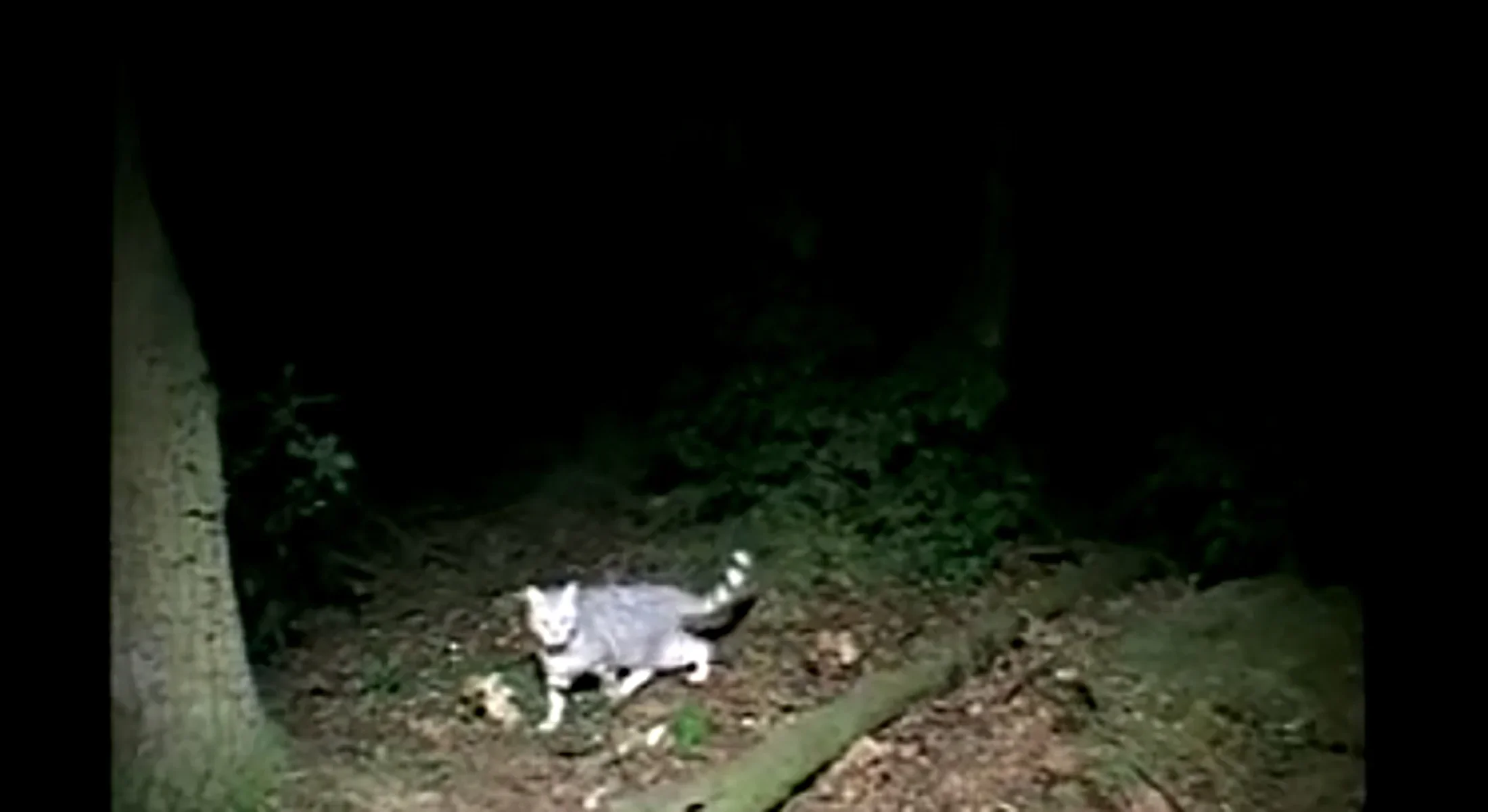 A still image from the film Le Moment  by David Claerbout. A grey and white striped cat emerges from the dark woods.  