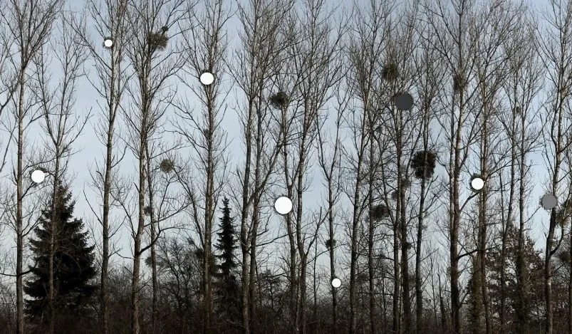 Tse uses a forest as a musical staff. The trees are leafless but clusters of mistletoe cling to their branches.