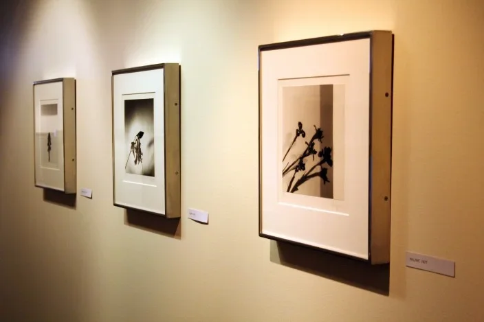 Three black and white photos depict close up images of flowers as they peak out into the center of the frame.