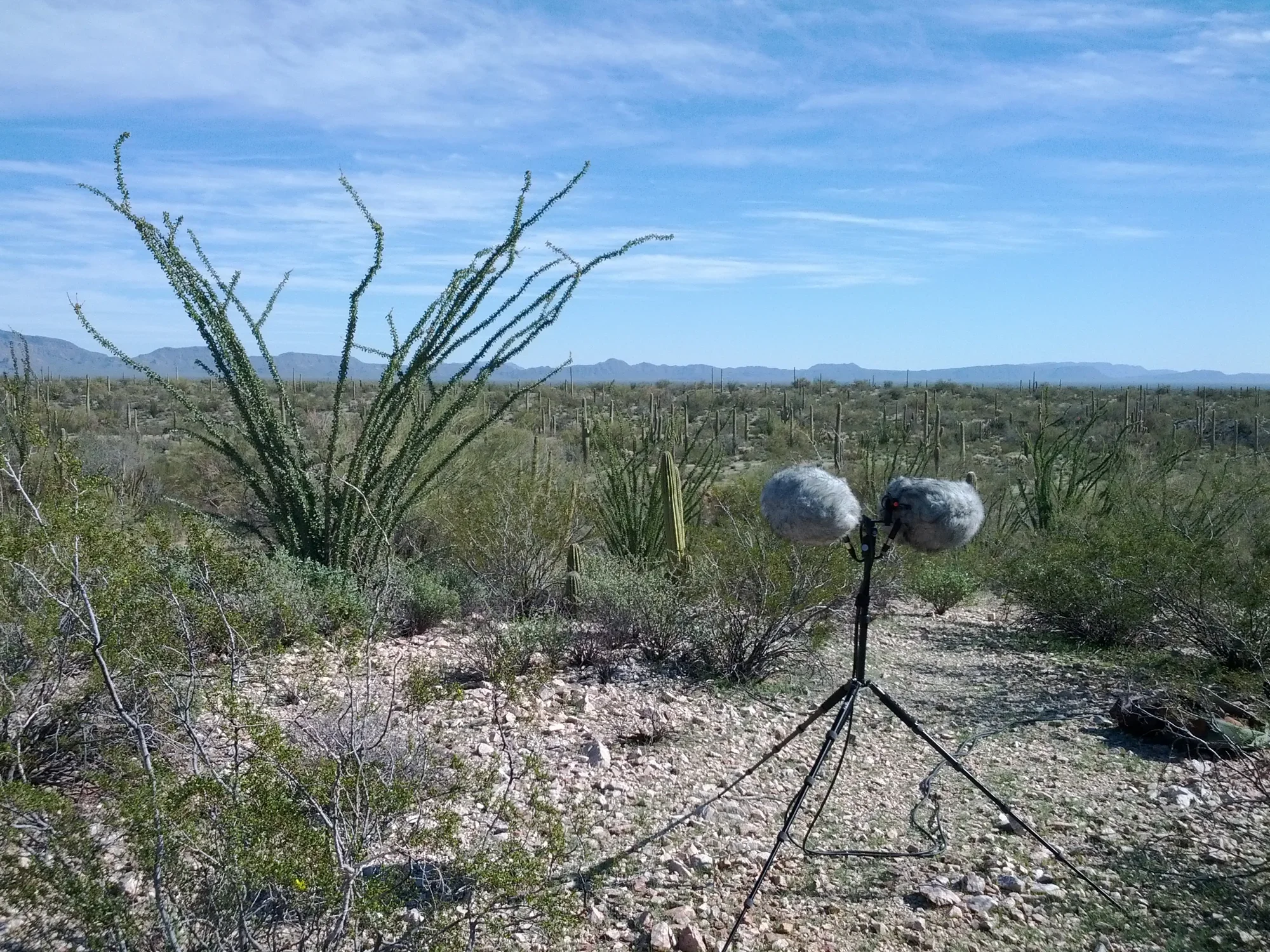 2 gray windscreen-covered mics on a stand in foreground blend into low bushes and cactus in a desert landscape under blue sky.