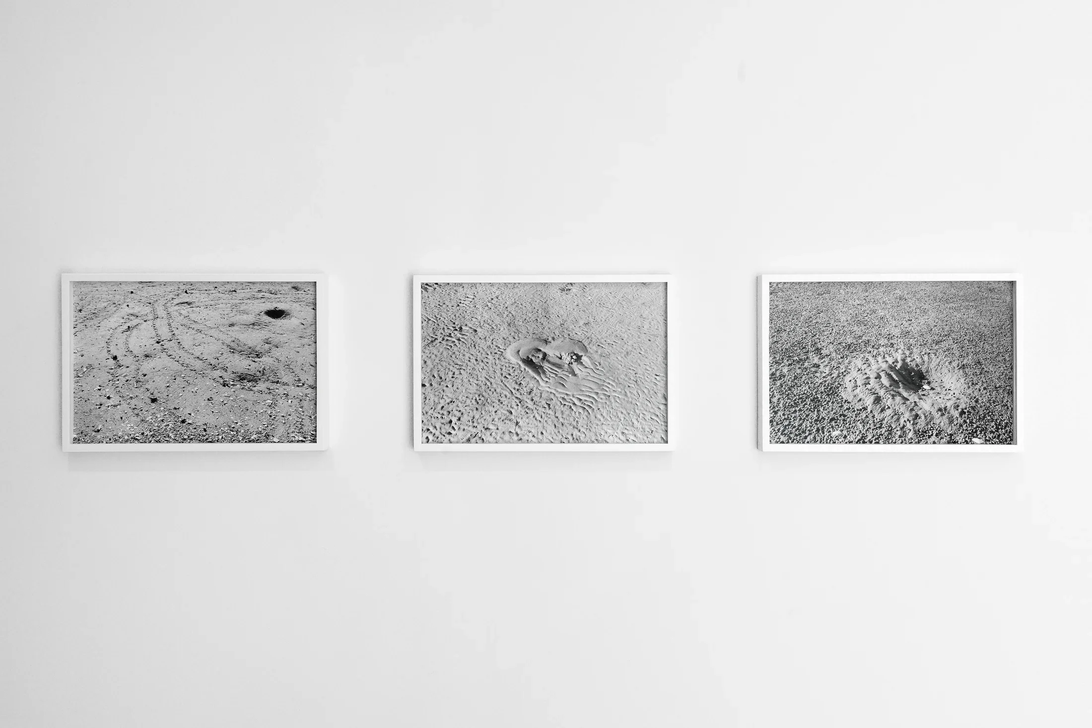 Three framed black and white photographs showing tracks left by horseshoe crabs in sand are mounted on a white wall.
