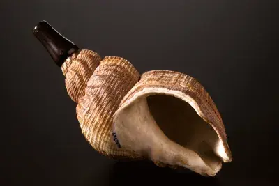 Portrait of a seashell against a black background