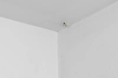 A cellar spider on a white gallery ceiling.