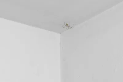 A cellar spider on a white gallery ceiling.