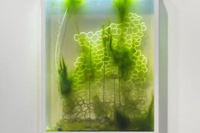 A white rectangular box with three clear sides contains bright green algae clinging to a web of a white 3D printed bubble-like armature.