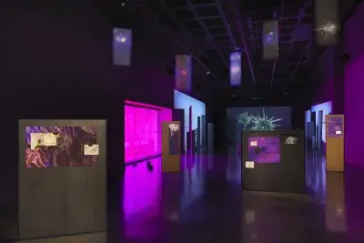 Freestanding metal panels are scattered across a dark gallery, with drawings and saturated abstract images mounted to them. A tinted window on the left emits a bright purple glow. Small banners hanging from the ceiling contain abstracted silhouettes of plants. Three video projections are visible in the background; the central one shows a close view of a thorny green plant.