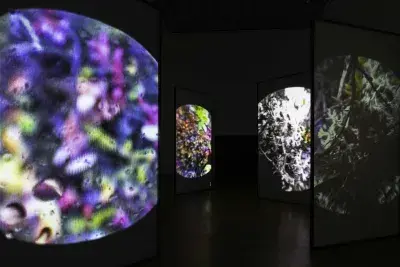 Close-up images of colorful plants are projected onto four screens suspended in a dark gallery . The screen closest to the camera fills the left portion of the image and shows blurry , abstracted patches of magenta, blue, and green. Beads of water are visible on the surface of the projected image. The other screens are more in-focus and show branchlike leaves and stems, perhaps moss or a dif ferent kind of small plant. The screens are rectangular and taller than they are wide.