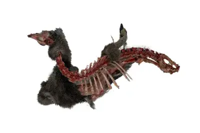 Spine and ribs of an animal carcass with fur draped across the bones on a white background.