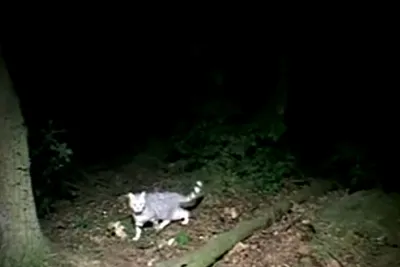 A still image from the film Le Moment  by David Claerbout. A grey and white striped cat emerges from the dark woods.  