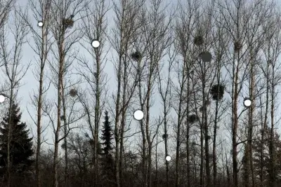 Tse uses a forest as a musical staff. The trees are leafless but clusters of mistletoe cling to their branches.