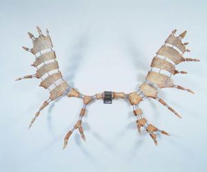 Moose antlers mounted to white wall with stainless steel