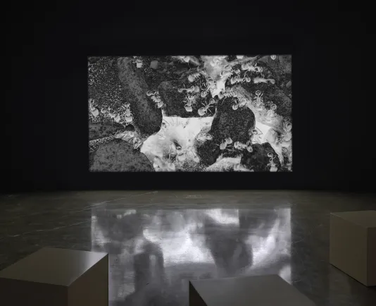 A screen in a gallery with three square seats shows a black and white video of ants and surrounding ground.